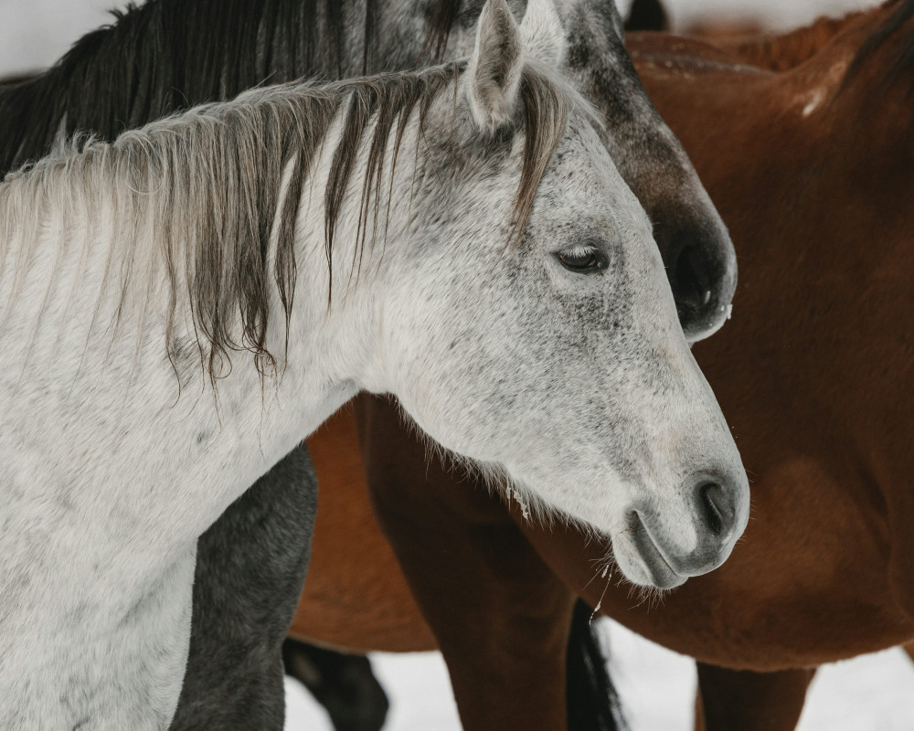 Sådan forbedrer Premier Equine din hesteoplevelse!